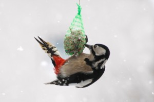 vogel_im_schnee