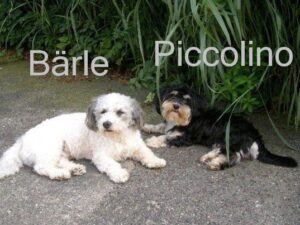 baerle_und_piccolinofr.vetter