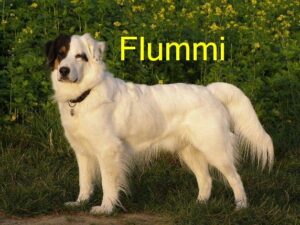flummi_fr.freckmann