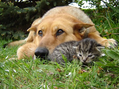hundundkatze