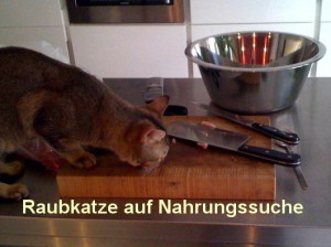 tiger_auf_nahrungssuche
