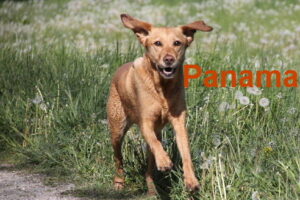 Panama Fr.Wieland