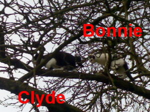 bonnieclyde2fr.tebelnah