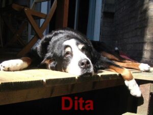 ditafr.lukimto
