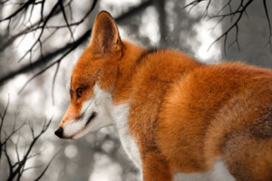 Rotfuchs -Vulpes Vulpes