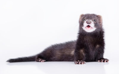 Niederlande: Verbot von Nerzfarmen bestätigt.