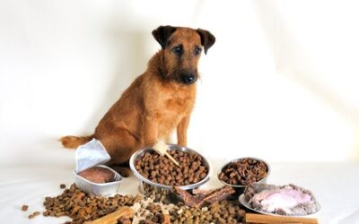 Interview mit Tierärztin: “Die meisten Hunde und Katzen bekommen schlechtes Futter”