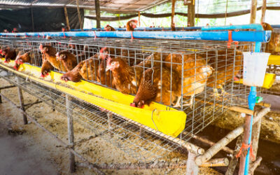 Bio-Eier aus Massenhaltung – die EU-Ökoverordnung wird ausgehöhlt