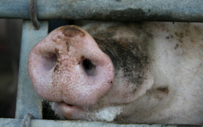 Was steckt eigentlich hinter dem Label “Initiative Tierwohl”?