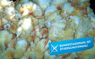 Tierschutz-Check zur Bundestagswahl 2017