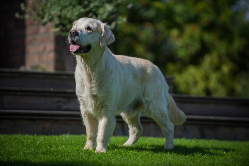 Hunde scheren lassen Ja oder Nein Wunderbarf